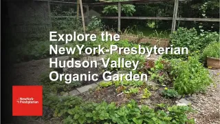 Explore the NYP Organic Garden