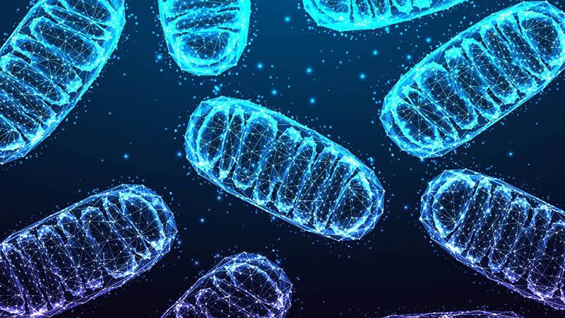 Mitochondrial Diseases: Making Groundbreaking Progress in Uncommon Conditions