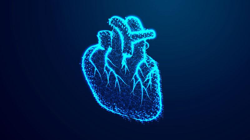 vector illustration of heart organ in blue outline on dark blue blackground